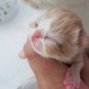 스파리버 캐터리 이미지