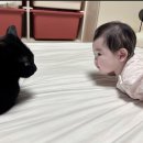 다홍 이미지