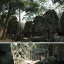 캄보디아 앙코르 톰▶ 타프놈(Taprohm) 사원과 스펑나무(목청나무)ㆍ자이언트 팜나무 괴물아~ ㅎㅎ 이미지