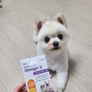 강아지랑 고양이 | 페노비스 강아지 고양이 오메가 급여 후기