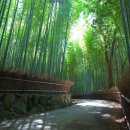 대나무숲길 이미지