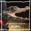 <2025 강북Festa> 전시 | 서울 동물카페 수유동 쌍문동 놀거리 쥬니버스 악어 체험