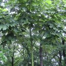 약나무마실 이미지