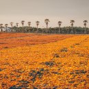 도고목장 이미지