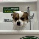 이마트24기업도시(서충주) | | 서충주 강아지 셀프목욕장 추천 ｜24시간 카드결제 버블독스 후기 🐶💦