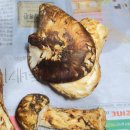 송이 아시아마트 이미지