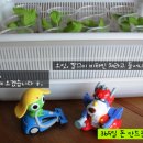 식탁위의텃밭 이미지