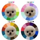 갈매독 애견유치원 이미지