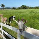 하동목장 이미지