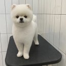 살롱드댕댕 이미지