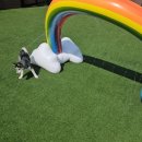 도그와트(Dogwarts) 이미지