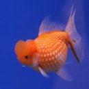 진주린 (珍珠鱗 - Pearlscale Goldfish) 이미지