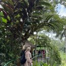 능안농장 | 발리 우붓 택시투어 코스 추천(2탄) 알라스하룸,뜨그능완 폭포,사투 망툭(한식당)