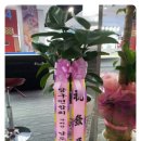 나무 당구장 이미지