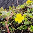 정희네 들꽃이야기 이미지