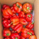 가락농장 이미지