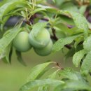 신태양농장 이미지