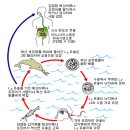 고래뜰