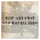 신효동 하귤나무 네이버블로그
