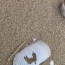 우줄기 (물맛조개) 이미지