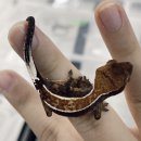 발꾸락게코