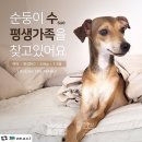 #DOG 이미지