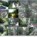 영심농장 이미지