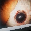 분당밝은아이동물병원 이미지