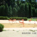 서울대공원에서 - 두리산악회 하계야외수련회(2012. 7. 26) 이미지