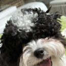 디클로젯 이미지