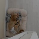 멍그니엘 이미지