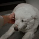 24일산우리동물병원 이미지