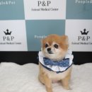 효진동물병원 이미지