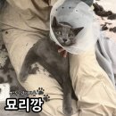 묘리깡 이미지