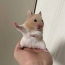 요가2 | 관저동 플라잉요가,로미요가 필라테스 개인레슨 내돈내산 2번째 등록후기