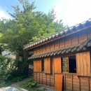 울릉도 자유여행 3일차 다애식당 명이김밥 부지깽이김밥 박정희1962 옛 군수관사