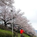 [산우회] 2017년 4월 1일- 온천천 벚꽃길 걷기 이미지