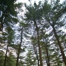 잣나무숲 이미지
