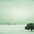 나무의 꿈 이미지