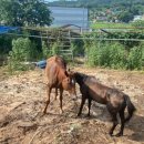 승용목장 이미지