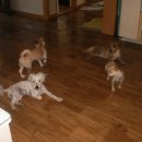 그놈의 닭 이미지