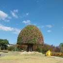 한평 국화꽃 축제 이미지