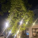 지니어트 | 4월 |대구카페&맛집 돌아다닌 일상| 앱테크 지니어트 기프티콘 상점 없어진 후기