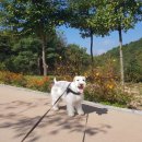 웨그앤코(WAG&CO) | [웨그앤코] 에코 레더 하네스