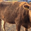 창원한우농장 이미지