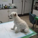 김정복 동물병원 이미지