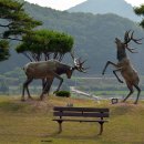 명천사슴농장 이미지