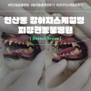피정현 동물병원 이미지