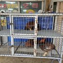 장성닭집 이미지