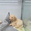버디독강아지분양안심분양센터 - 김포시 김포한강4로 521 | 버디독강아지분양안심분양센터